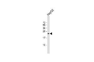 Anti-SRY Antibody (N-Term)at 1:2000 dilution + HepG2 whole cell lysates Lysates/proteins at 20 μg per lane. (SRY Antikörper  (AA 52-82))