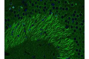 Indirect immunofluorescence labeling of PFA fixed, paraffin embedded mouse hippocampus section (dilution 1 : 500; green). (tau Antikörper  (AA 3-214))