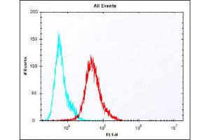 Overlay histogram showing A431 cells stained with Antibody (red line).
