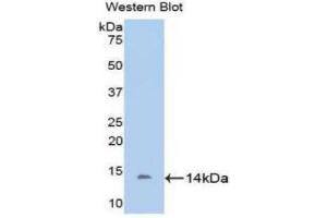 Western Blotting (WB) image for anti-D-Aspartate Oxidase (DDO) (AA 161-272) antibody (ABIN1176730)