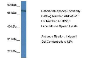 Western Blotting (WB) image for anti-X-Prolyl Aminopeptidase (Aminopeptidase P) 2, Membrane-Bound (XPNPEP2) (C-Term) antibody (ABIN2776863) (XPNPEP2 Antikörper  (C-Term))