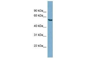 HHAT antibody used at 1 ug/ml to detect target protein.