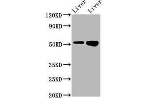 Western Blot Positive WB detected in: Rat liver tissue, Mouse liver tissue All lanes: PRSS16 antibody at 3. (PRSS16 Antikörper  (AA 352-489))