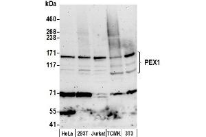 anti-Peroxisomal Biogenesis Factor 1 (PEX1) (AA 1233-1283) antibody
