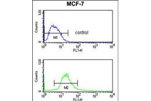 Flow cytometry analysis of MCF-7 cells (bottom histogram) compared to a negative control cell (top histogram). (POLDIP2 Antikörper  (C-Term))