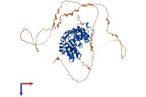 EYA2 Protein (AA 1-532) (His tag)
