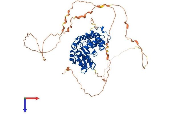 EYA2 Protein (AA 1-532) (His tag)