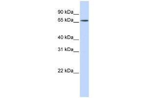 WB Suggested Anti-HNRNPR Antibody Titration:  0. (HNRNPR Antikörper  (N-Term))