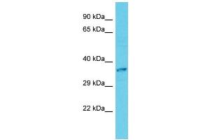 Host: Rabbit Target Name: CAMKMT Sample Type: HepG2 Whole Cell lysates Antibody Dilution: 1. (Calmodulin-Lysine N-Methyltransferase (CAMKMT) (C-Term) Antikörper)