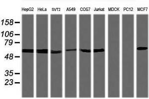 Image no. 1 for anti-Tripartite Motif Containing 38 (TRIM38) (AA 1-265) antibody (ABIN1490683) (TRIM38 Antikörper  (AA 1-265))