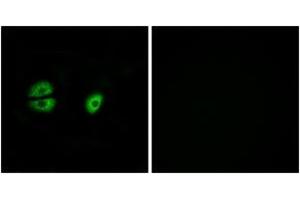 Immunofluorescence (IF) image for anti-Mitochondrial Ribosomal Protein S22 (MRPS22) (AA 231-280) antibody (ABIN2890408) (MRPS22 Antikörper  (AA 231-280))