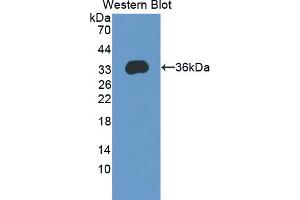 Western blot analysis of the recombinant protein. (KHDRBS1 Antikörper  (AA 152-381))