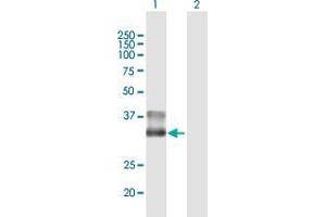 Western Blot analysis of BARHL1 expression in transfected 293T cell line by BARHL1 MaxPab polyclonal antibody. (BARHL1 Antikörper  (AA 1-327))