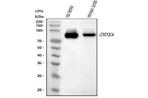 Western blot analysis of DDX4 using anti-DDX4 antibody (ABIN7601203).