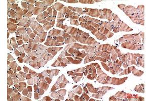 Immunohistochemistry (IHC) analysis of paraffin-embedded Mouse Muscle, antibody was diluted at 1:100.