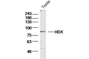 Mouse testis lysates probed with HDX Polyclonal Antibody, unconjugated  at 1:300 overnight at 4°C followed by a conjugated secondary antibody for 60 minutes at 37°C. (HDX Antikörper  (AA 1-100))