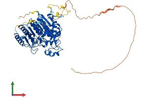 AlphaFold protein structure predicition of Mouse Recombinant Hdac2 Protein, UniprotID P70288