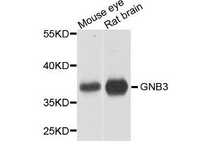 Western blot analysis of extracts of various cell lines, using GNB3 antibody (ABIN5970645) at 1/1000 dilution. (GNB3 Antikörper)