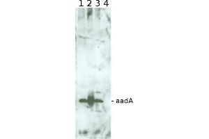 Image no. 1 for anti-Aminoglycoside adenyltransferase (aadA1) antibody (ABIN5706932) (AadA1 Antikörper)