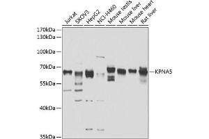 Western blot analysis of extracts of various cell lines, using KPN antibody (ABIN6131809, ABIN6142993, ABIN6142994 and ABIN6223173) at 1:1000 dilution. (KPNA5 Antikörper  (AA 1-240))