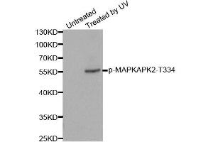 Western blot analysis of extracts from HeLa cells, using Phospho-MAPKAPK2-T334 antibody (ABIN2988148). (MAPKAP Kinase 2 Antikörper  (pThr334))
