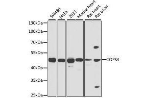 Western blot analysis of extracts of various cell lines, using COPS3 antibody. (COPS3 Antikörper  (AA 194-423))