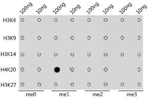 Dot-blot analysis of all sorts of methylation peptides using MonoMethyl-Histone H4-K20 antibody. (Histone H4 Antikörper  (meLys20))