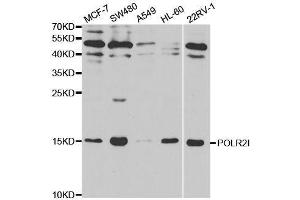 Western blot analysis of extracts of various cell lines, using POLR2I antibody. (POLR2I Antikörper  (AA 1-125))