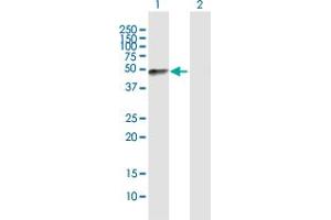 Western Blot analysis of FMOD expression in transfected 293T cell line by FMOD MaxPab polyclonal antibody. (Fibromodulin Antikörper  (AA 1-376))