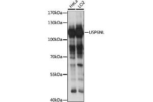 Western blot analysis of extracts of various cell lines, using USP6NL antibody (ABIN7271236) at 1:1000 dilution. (USP6NL Antikörper  (AA 300-600))
