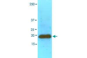 Western blot analysis of rat heart extracts (60 ug) were resolved by SDS-PAGE, transferred to NC membrane and probed with MYL2 monoclonal antibody, clone AT3B2  (1 : 1000). (MYL2 Antikörper)