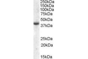 ABIN570938 (2µg/ml) staining of Human Skeletal Muscle lysate (35µg protein in RIPA buffer). (APOL6 Antikörper  (Internal Region))