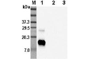Western blot analysis using anti-RELM-β (human), pAb  at 1:5'000 dilution. (RETNLB Antikörper)