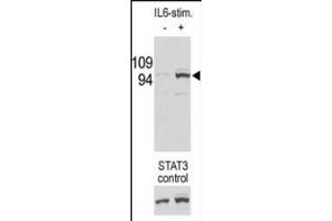 Image no. 1 for anti-Signal Transducer and Activator of Transcription 3 (Acute-Phase Response Factor) (STAT3) (pSer727) antibody (ABIN5552053)