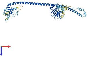 TRIM17 / RNF16 Protein (TRIM17) (AA 1-477) (His tag)