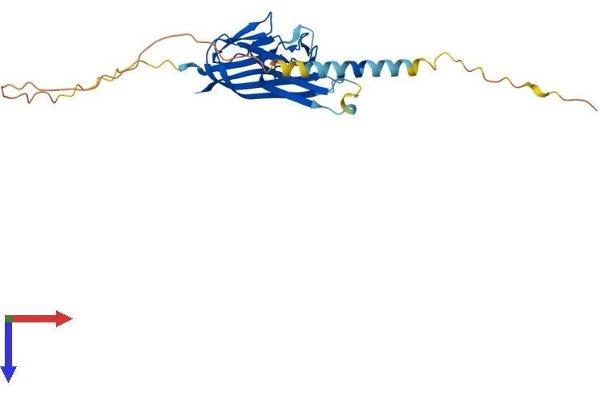 TWEAK Protein (AA 1-249) (His tag)