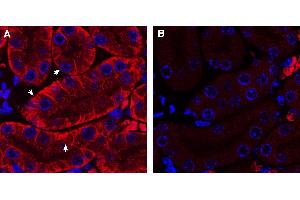 Expression of OCT2 in mouse kidney.