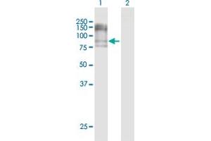 Western Blot analysis of NCAM1 expression in transfected 293T cell line by NCAM1 MaxPab polyclonal antibody. (CD56 Antikörper  (AA 1-858))