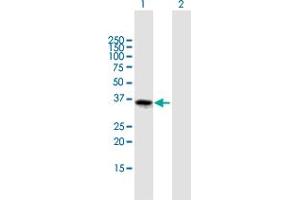 Western Blot analysis of FOXL1 expression in transfected 293T cell line by FOXL1 MaxPab polyclonal antibody. (FOXL1 Antikörper  (AA 1-345))
