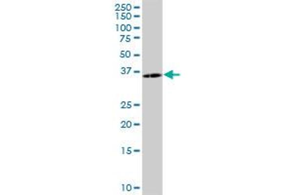 PCSK1N antibody  (AA 1-260)