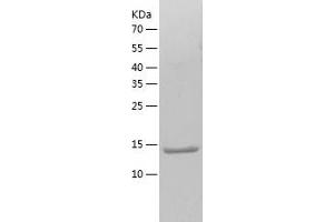 Western Blotting (WB) image for Growth Differentiation Factor 7 (GDF7) (AA 322-450) protein (His-IF2DI Tag) (ABIN7123214)