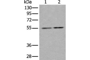 Western blot analysis of Hela and HEPG2 cell lysates using TUBB Polyclonal Antibody at dilution of 1:350 (TUBB Antikörper)