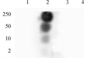 HP1 gamma phospho Ser93 pAb tested by dot blot analysis. (CBX3 Antikörper  (pSer93))
