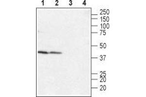 Western blot analysis of rat (lanes 1 and 3) and mouse (lanes 2 and 4) heart membranes: - 1,2. (LPAR4 Antikörper  (Extracellular, N-Term))