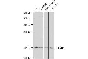 Western blot analysis of extracts of various cell lines, using PFDN5 antibody (ABIN1681328, ABIN3018415, ABIN3018416 and ABIN6220463) at 1:3000 dilution. (PFDN5 Antikörper  (AA 1-154))