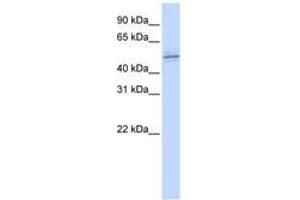 Image no. 1 for anti-Zinc Finger Protein 701 (ZNF701) (AA 144-193) antibody (ABIN6740451) (ZNF701 Antikörper  (AA 144-193))