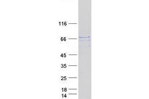 Validation with Western Blot (MKRN1 Protein (Transcript Variant 1) (Myc-DYKDDDDK Tag))