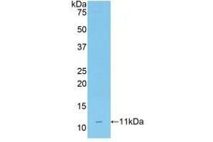 Western blot analysis of recombinant Mouse CD3d. (CD3D Antikörper  (AA 22-104))