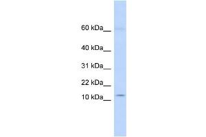 WB Suggested Anti-KRTAP8-1 Antibody Titration:  0. (KRTAP8-1 Antikörper  (Middle Region))