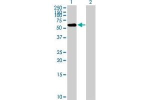 Western Blot analysis of FBXO3 expression in transfected 293T cell line by FBXO3 MaxPab polyclonal antibody. (F-Box Protein 3 Antikörper  (AA 1-471))